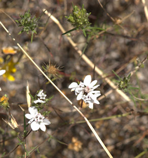 2009-06-29_1 Rosin Weed Cropped TN.jpg - 44569 Bytes